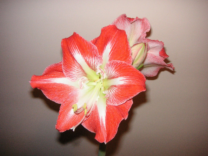 2774829230075666569tASyai_fs