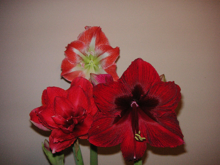 2795804680075666569uFUqkk_fs