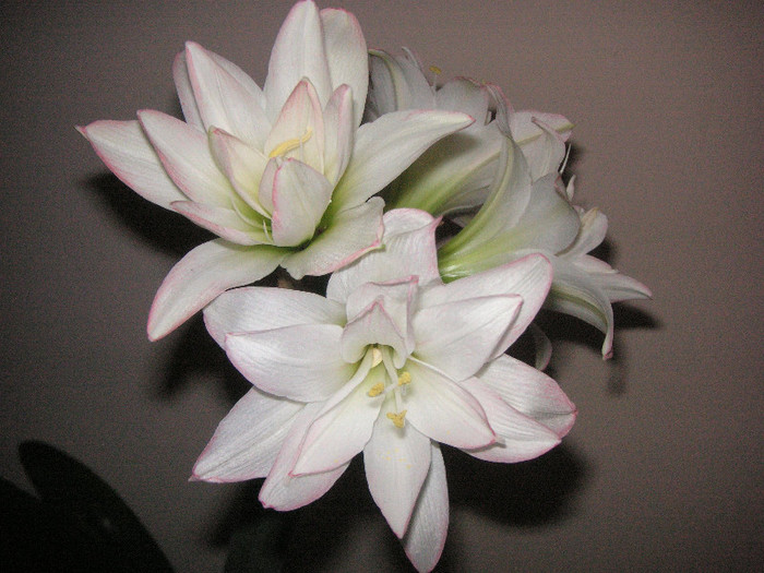 2807571810075666569NEzQJa_fs