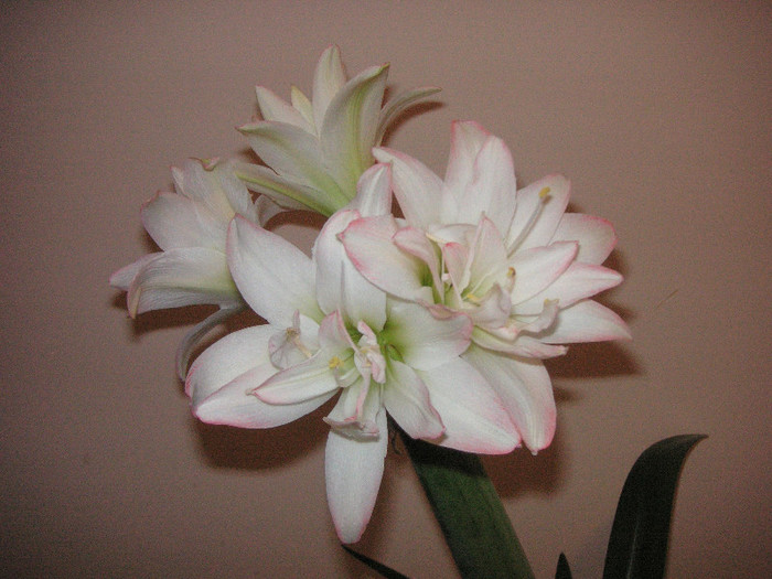 2824323930075666569QaCzBX_fs