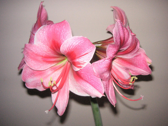 2848011010075666569uazPFN_fs