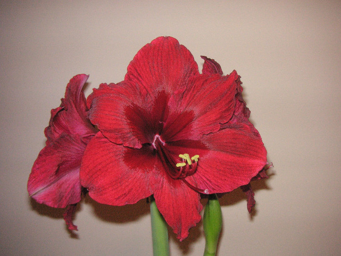 2858976710075666569tyDNaF_fs