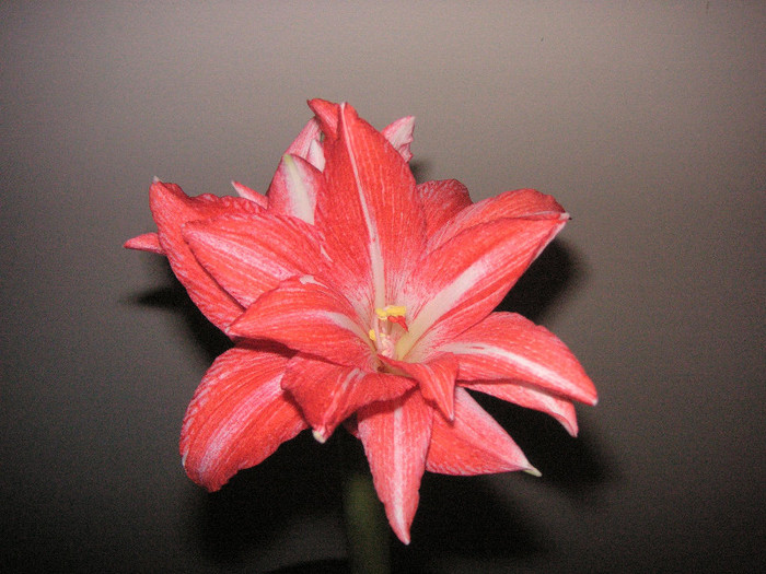 2867739500075666569xsfFEq_fs