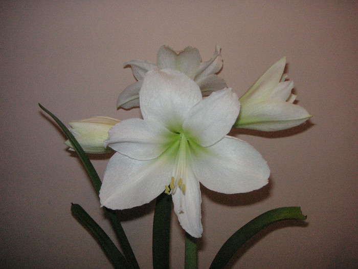 2868645710075666569Qasnxg_fs