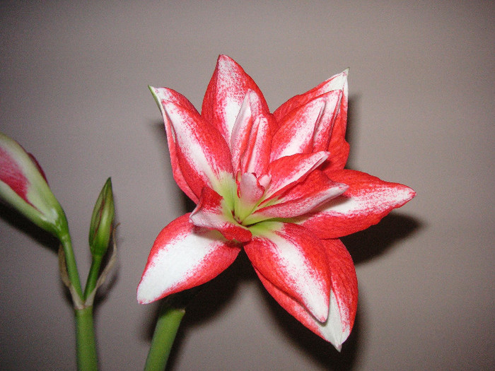 2878997850075666569NLYzNa_fs