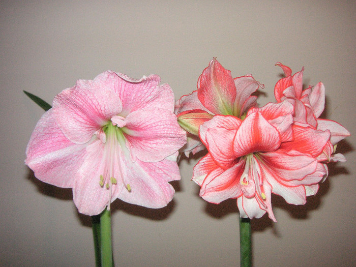 2892780340075666569AYKIiL_fs