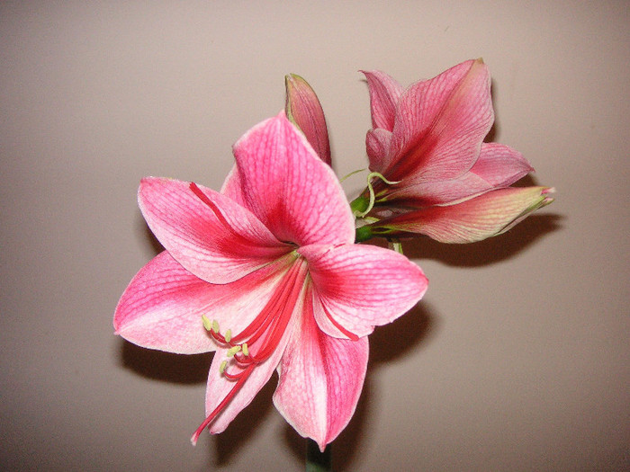 2896815840075666569QWIkkw_fs