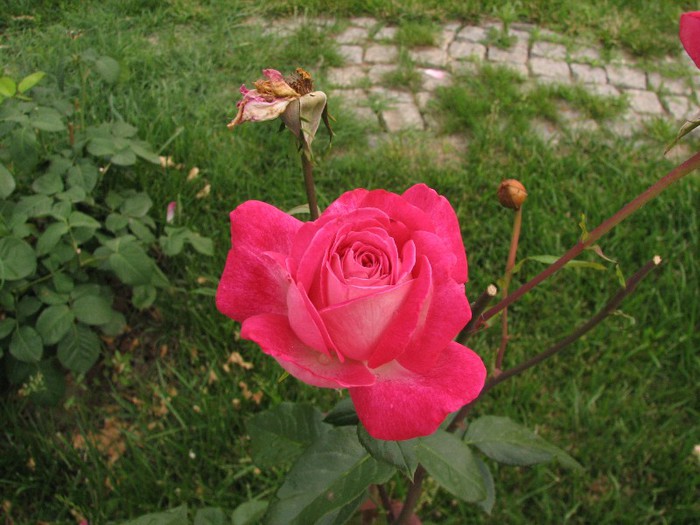 IMG_3165 - Trandafiri de  vara 2012