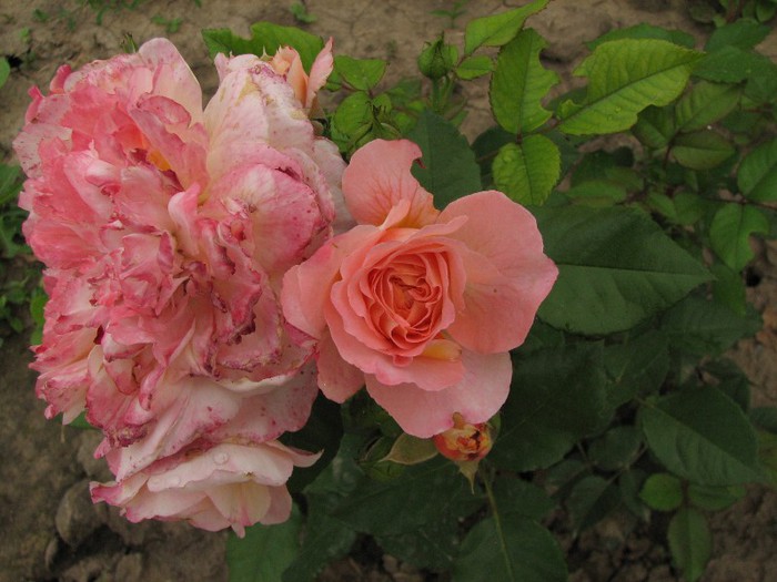 IMG_3197 - Trandafiri de  vara 2012