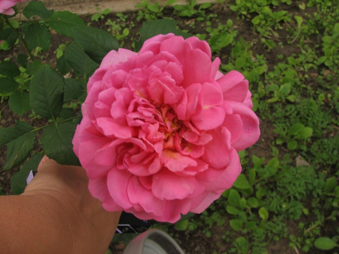 IMG_3204 - Trandafiri de  vara 2012
