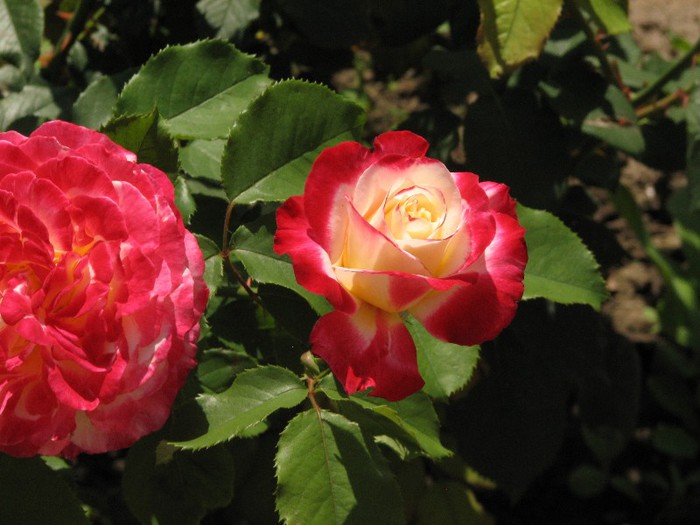 double delight