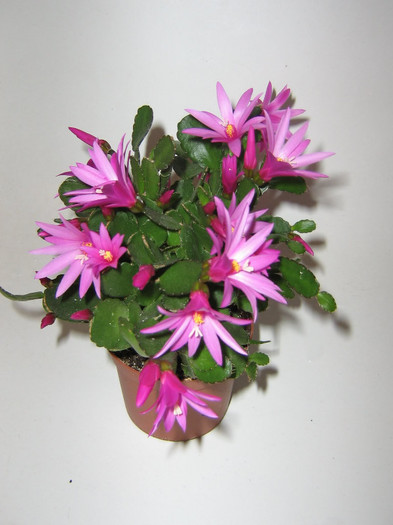 2068820800075666569Arahdo_fs