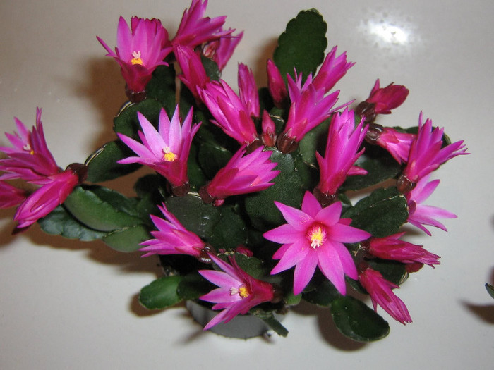 2106501410075666569hGZTbE_fs