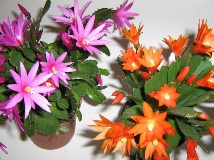 2115885840075666569VXVzSs_fs