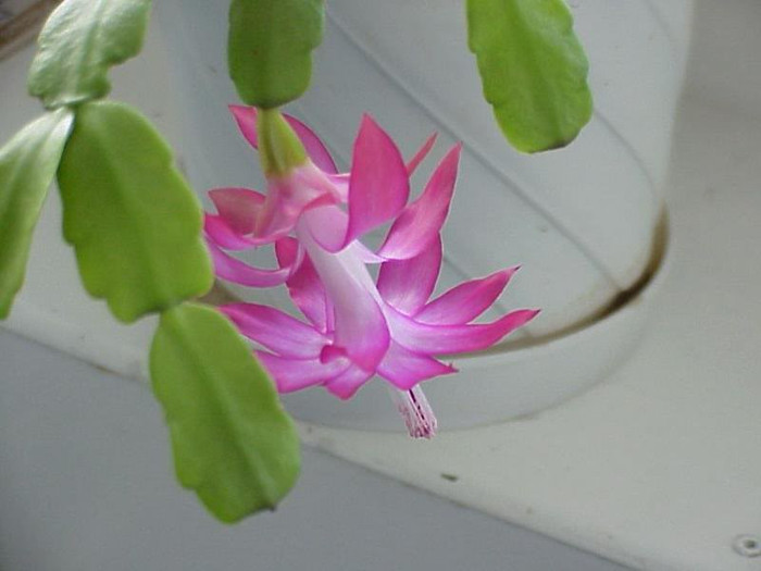 2158308010075666569dZmaSz_ph