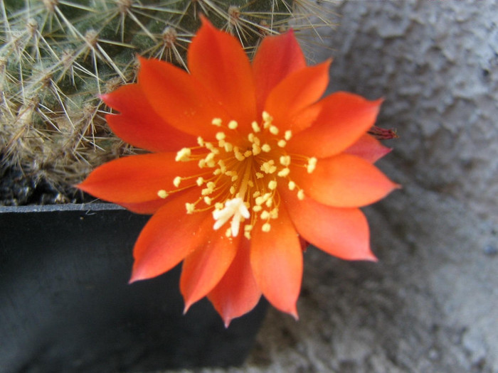 2160835730075666569pssIhC_fs