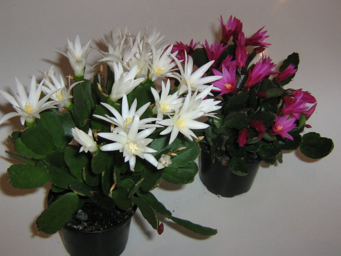 2247472640075666569yyXJWN_fs