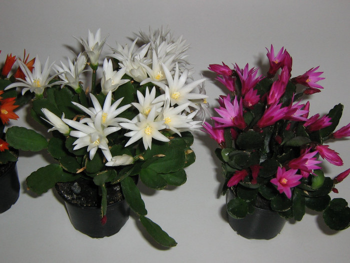 2263789050075666569vtZRBa_fs