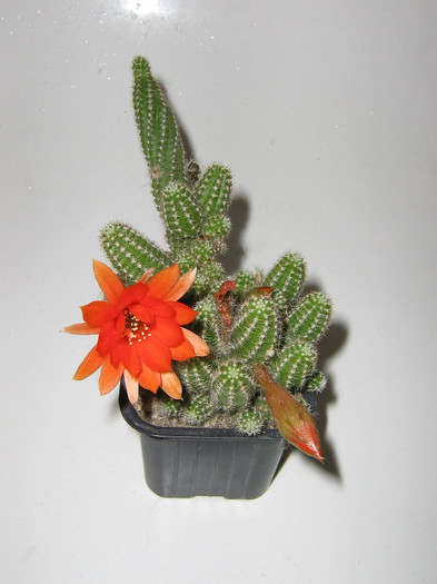 2456053690075666569wZwwjC_fs - Cactusi