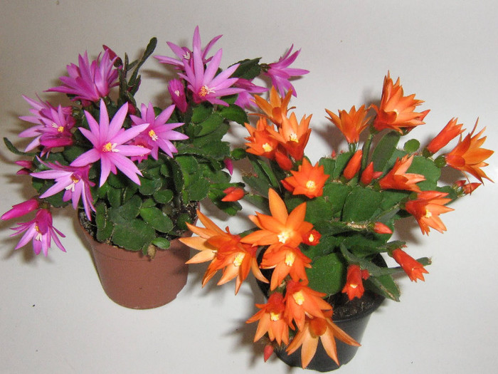 2479159010075666569TRCIRr_fs - Cactusi