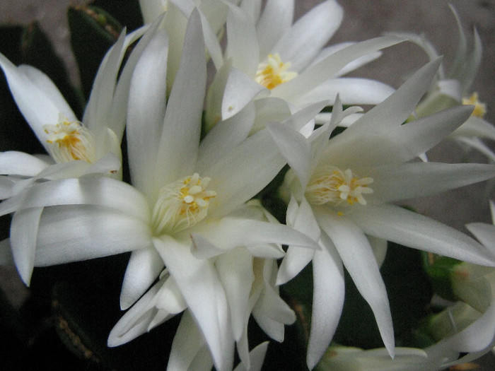 2489445260075666569RNBTsV_fs - Cactusi