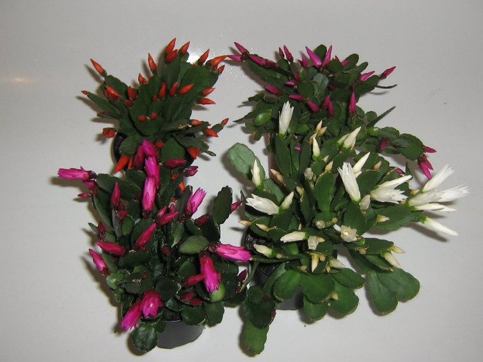 2504164450075666569vzUvjR_fs - Cactusi