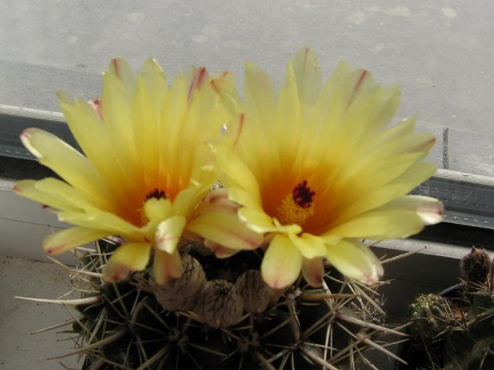 2529071780075666569sntdGx_ph - Cactusi