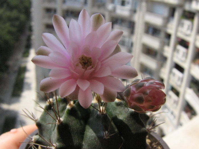 2529566640075666569DbwvNJ_fs - Cactusi