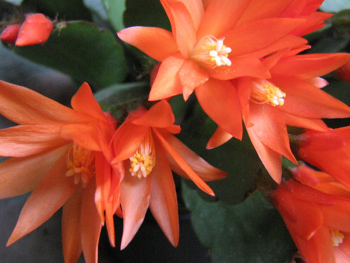 2611467740075666569PZxThk_fs - Cactusi