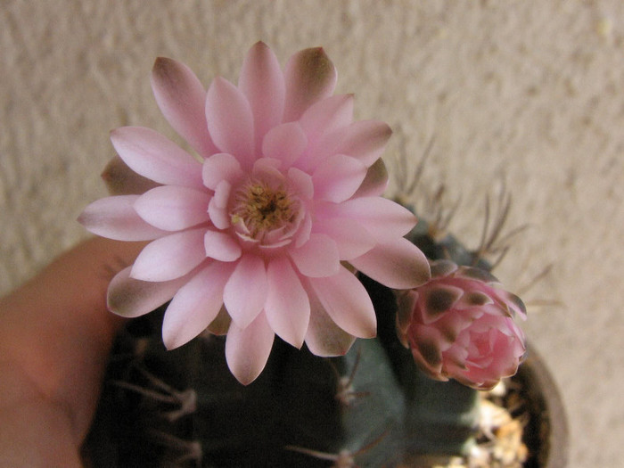 2764909250075666569ObIPTl_fs - Cactusi