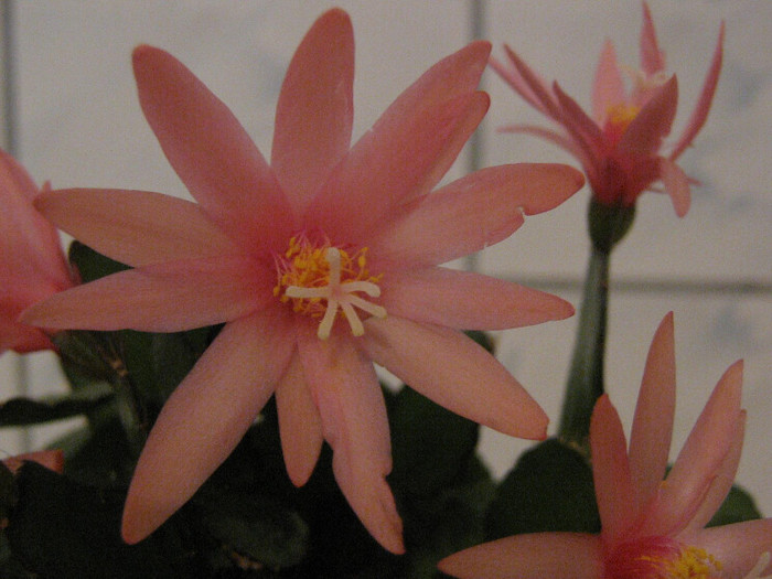 2770961270075666569AwvjGh_fs - Cactusi