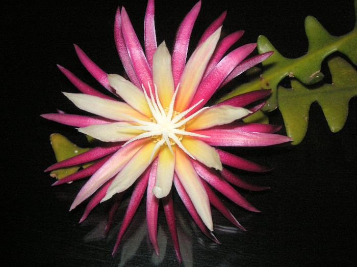 2734024960075666569aJDpxQ_fs - Cactusi