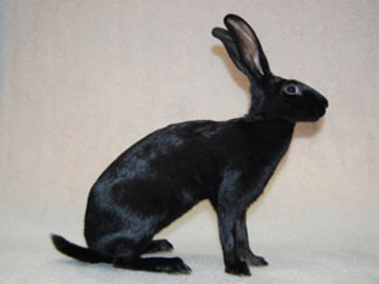 Hasenkaninchen-schwarz