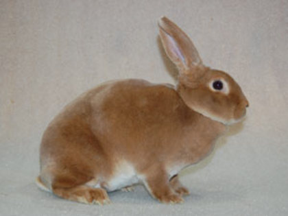 Slovakischer-Pastell-Rex