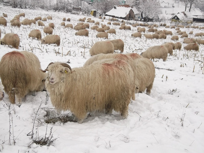 Picture 1011 - Bale de Bistrita