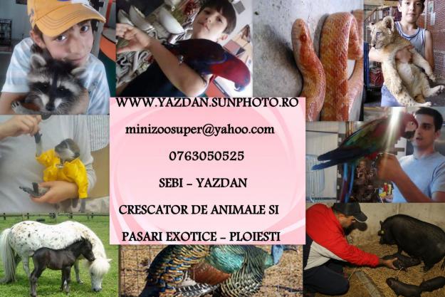 poze anunt 1 - 0763 05 05 25 CONTACT facebook sebi yazdan