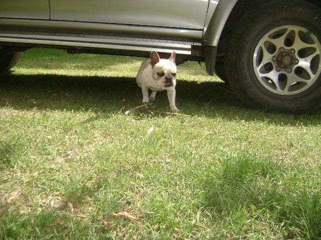 caut pestisorul de aur