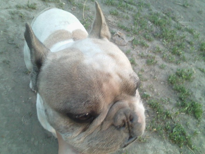 cautam rame sa mai prind un pestisor de aur