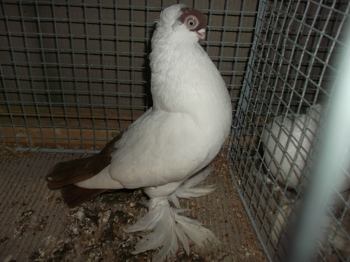 DSCF2970