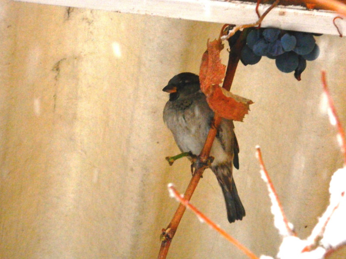 DSCN3379 M-ATI OBSERVAT? - DECEMBRIE 2012