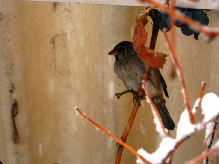 DSCN3380 MI-E FRIG SI FOAME - DECEMBRIE 2012