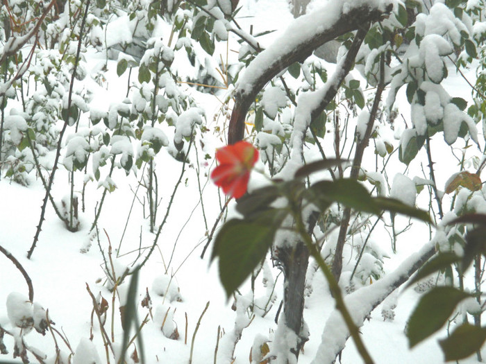 DSCN3381 - DECEMBRIE 2012