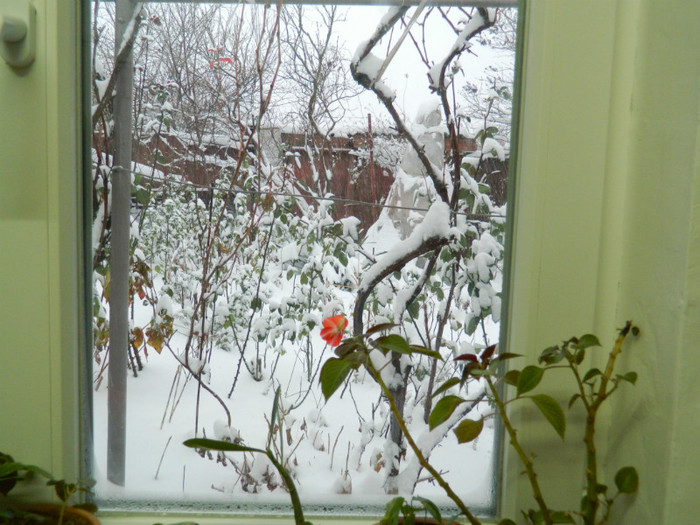 DSCN3395 - DECEMBRIE 2012