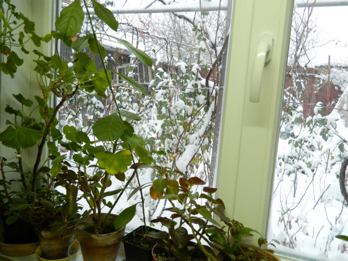 DSCN3396 - DECEMBRIE 2012