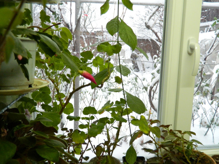 DSCN3397 - DECEMBRIE 2012