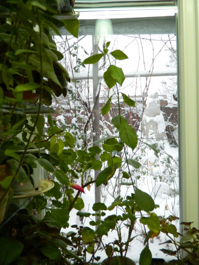 DSCN3398 - DECEMBRIE 2012