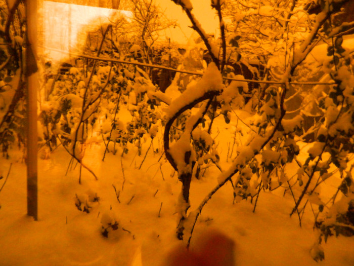 DSCN3427 - DECEMBRIE 2012