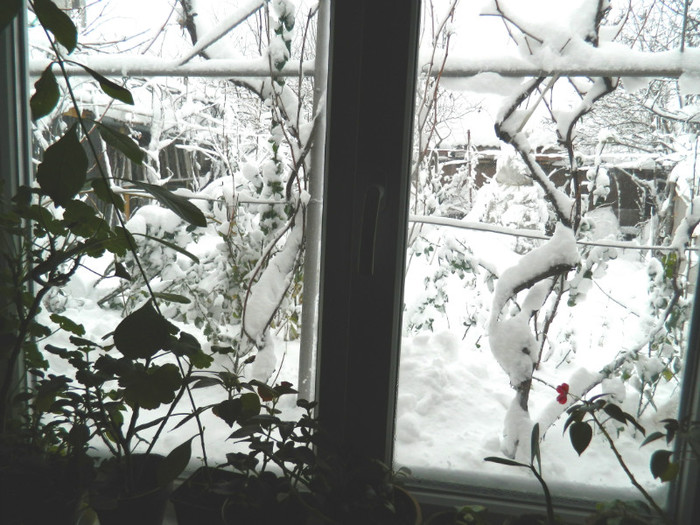 DSCN3429 - DECEMBRIE 2012