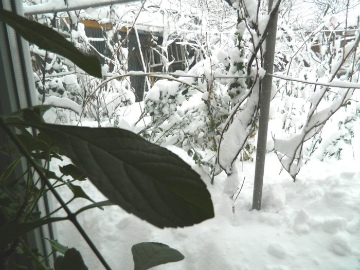 DSCN3430 - DECEMBRIE 2012