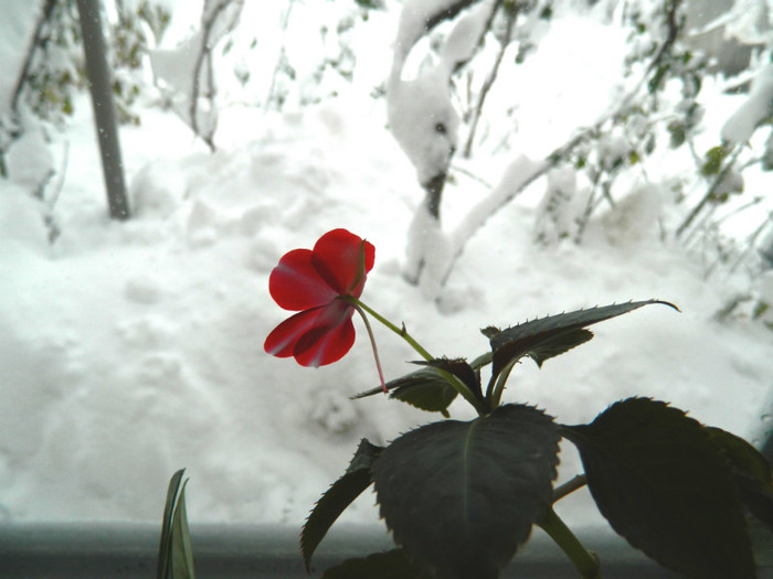 DSCN3431 - DECEMBRIE 2012